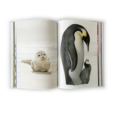 Het Grote Prentenboek pinguïn